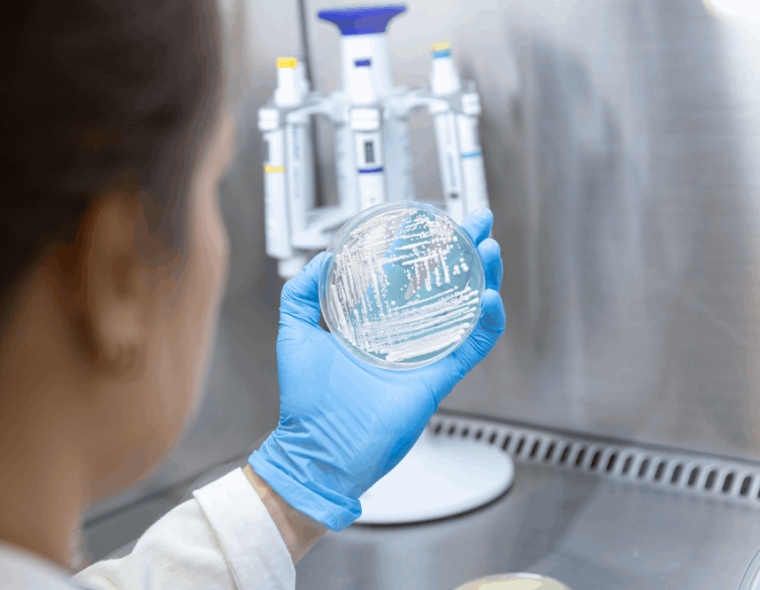 Biotecnologia industrial com leveduras inovadoras. Foto: BIOINFOOD / Divulgação