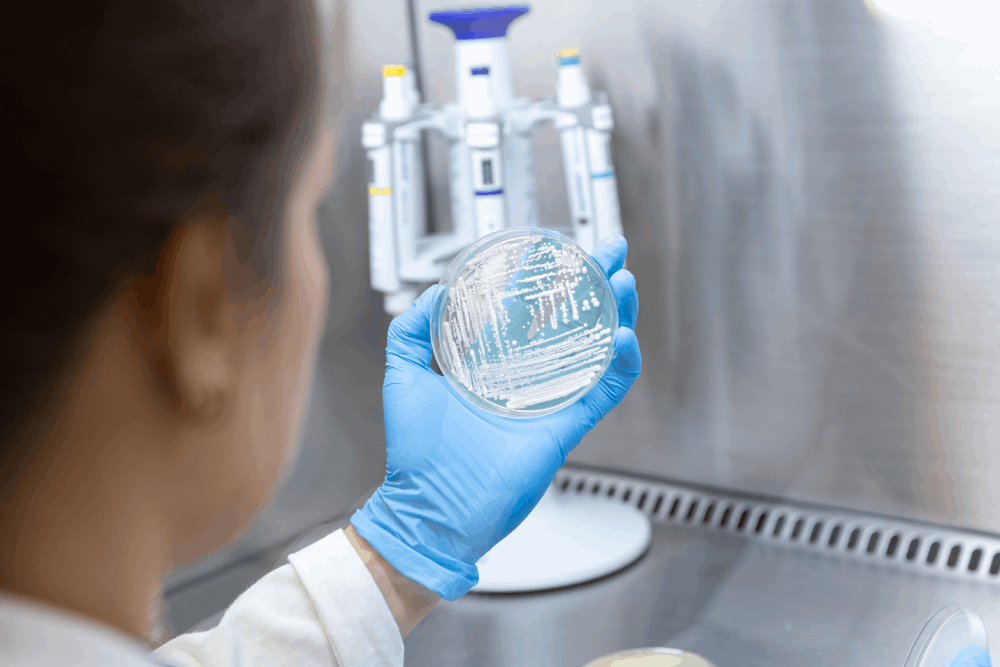 Biotecnologia industrial com leveduras inovadoras. Foto: BIOINFOOD / Divulgação